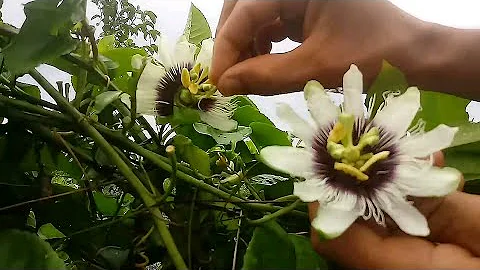 Porque a flor do maracujá está caindo?