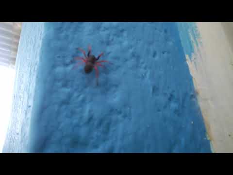 Aranha preta de Pernas Vermelhas que flagrei subindo a parede