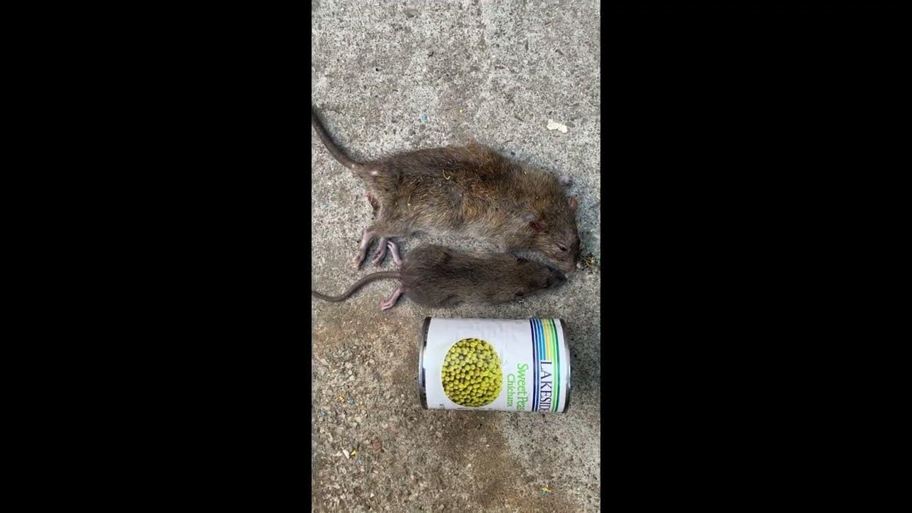 One of the World's Greatest Invented Mouse Trap One Day Setup Two Rat