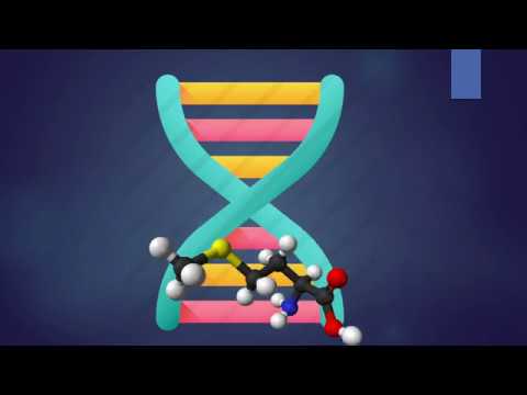 ESTRUCTURA DEL ADN (Ácido desoxirribonucleico)