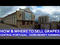 HOW/WHERE TO SELL GRAPES - PORTUGUESE COOPERATIVA - MAKING MONEY FARMING CENTRAL PORTUGAL