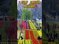 Kashmir Ka Tulip Garden | Tulip Festival 2024 | Kashmir’s Tulip Garden in first week of opening