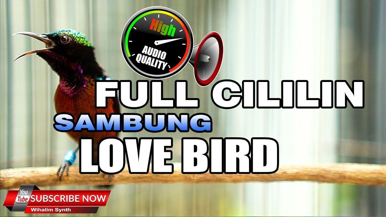 #1🔴 MASTERAN KONIN GACOR FULL ISIAN CILILIN VARIASI LOVE BIRD BUKA PARUH JERNIH ANTI DOWN !!