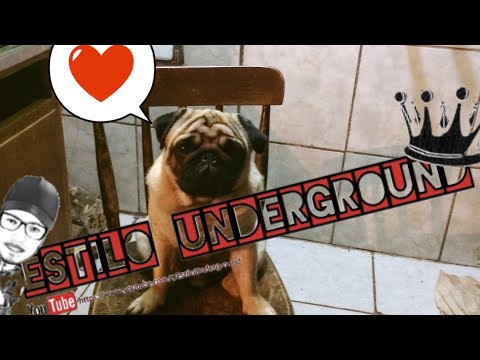 Vídeo: Meu Cachorro Está Bravo Comigo?