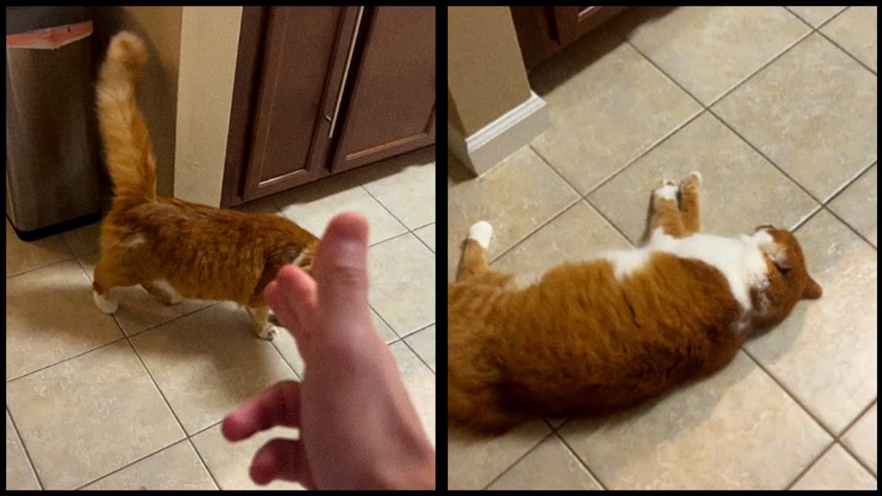 Cat Shocking Moments You Didn’t Expect🙀 | Funniest Dog and Cat Moments of 2025