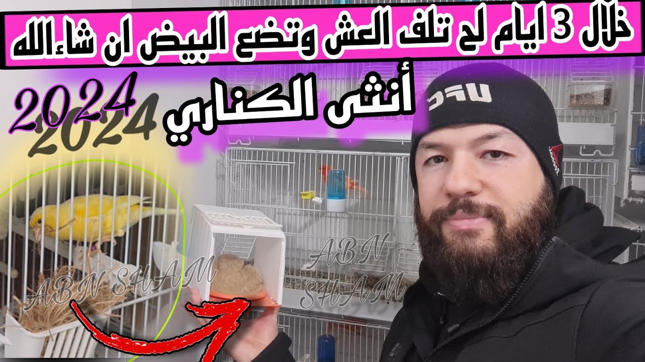 انتاج 2024 أنثى الكناري ترفض التزاوج/ولف العش وهي جاهزة العمر المناسب للتزاوج؟انثى لفت العش ولم تبيض