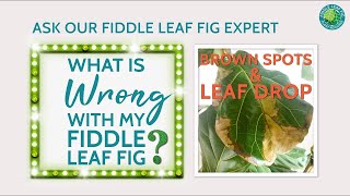 Why Does my Fiddle Leaf Fig Have Brown Spots Leaf Drop