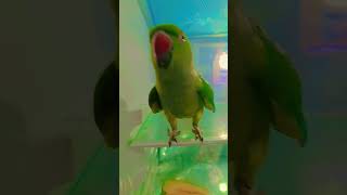 best talking parrot shorts #parrot #talkingparot #nonstoptalkingparrot #viralshort #youtubeshorts