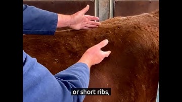 6. Key handling points for conformation when selecting beef cattle for slaughter