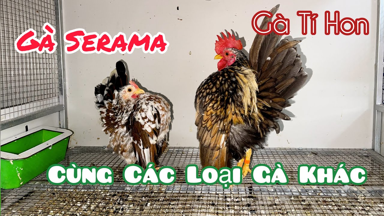 Trại Gà Biên Hoà-Xả Nhanh Nghỉ Tết-CLip 01.02.2026