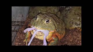 Giant Frog Rat Trap - Warning Live Feeding