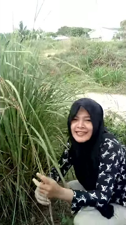 Begara bunga sereh ini..jadi kaya raya.