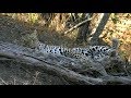 SafariLive- Hosana the most famous leopard of the Sabi Sands!