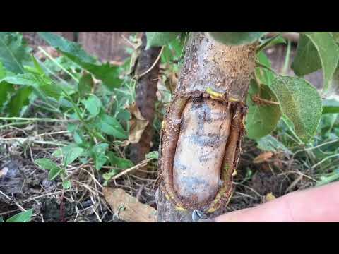 Видео: Папайя и гербициды – как предотвратить повреждение деревьев папайи гербицидами