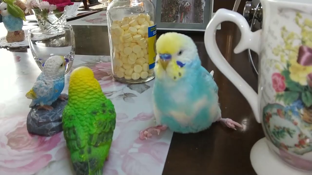 11歳のセキセイインコのチロロのおしゃべり～☆