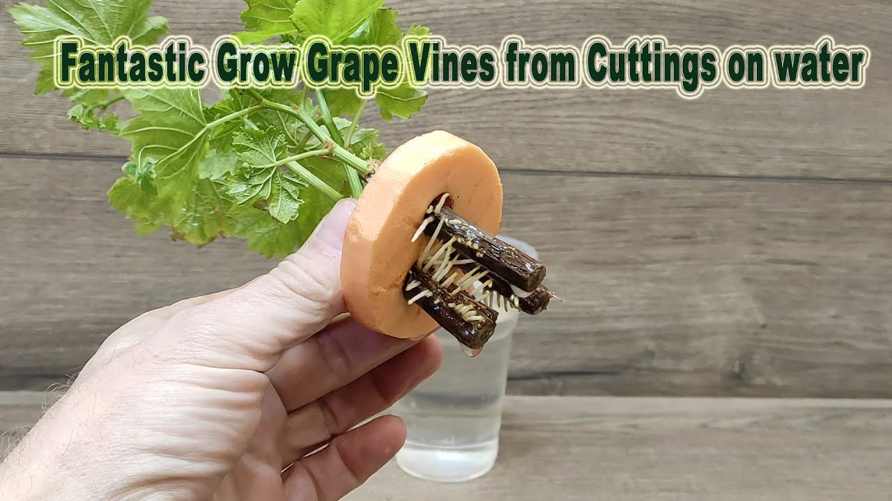 Fantastic Grow Grape Vines from Cuttings on water YouTube