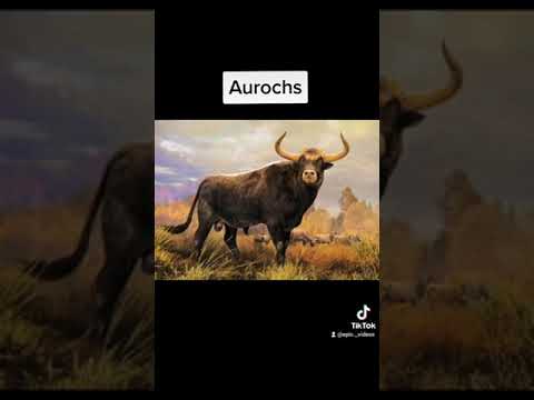 تصویری: چرا auroch مهم هستند؟