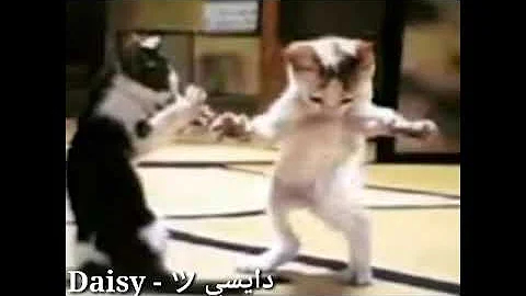 تحميل ضحكت قطه Mp4 Mp3