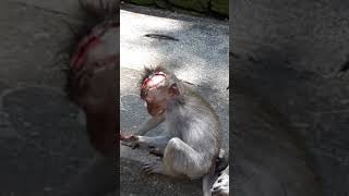 Baby monkey got bitten on his head!!