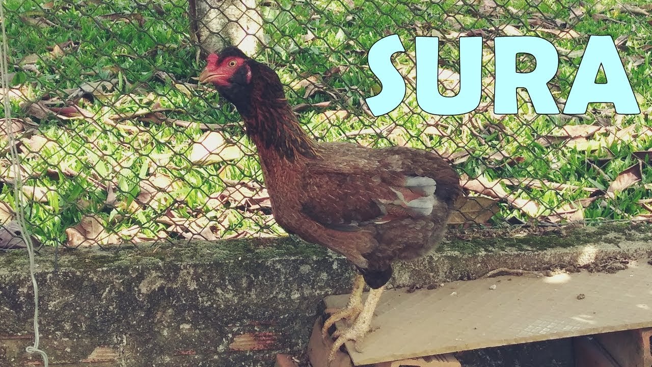 O poder de distancia de sao paulo a ilhabela 