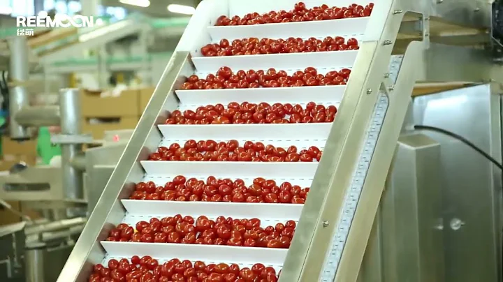 Reemoon Cherry Tomato Sorting Line