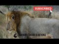 HUGE Male Lion, Close Encounter! Hippo Pools Lion, In Gomondwane Territory! Kruger National Park! Mp3 Song