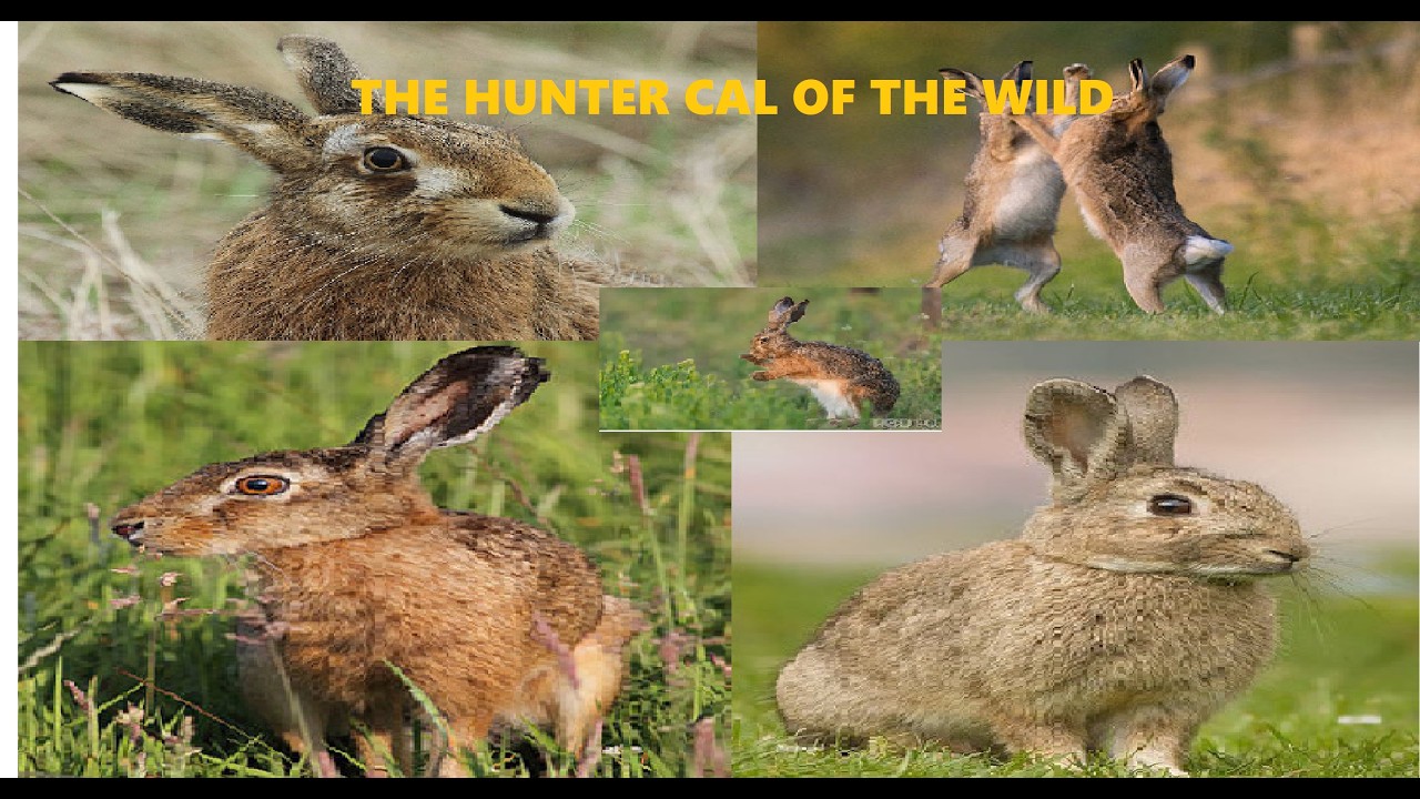 3 Króliki the Hunter  Call of the Wild 2026