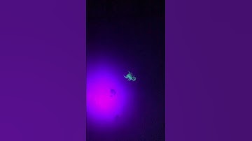 How to kill a scorpion