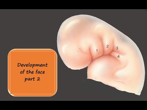 DEVELOPMENT OF THE FACE PART 2 paals anatomy
