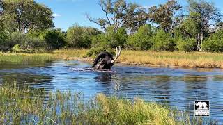 Jabu the elephant enjoying a perfect winter afternoon swim in the Okavango Delta of Botswana