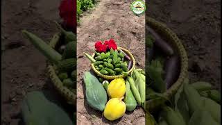 Ultimate Mega Vegetable Harvesting Guide | How to Pick Fresh Backyard Crops #shorts #vegetables