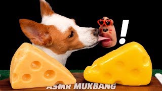 Home Made puppy DOG FOOD│CheeseCake for dogs made from pumpkin and boiled chicken asmr mukbang