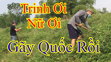 Đi Tìm - Hoa Trinh Nữ - Xấu Hổ - Mắc Cỡ - Bon Sai - Đào Vượng HV - p2