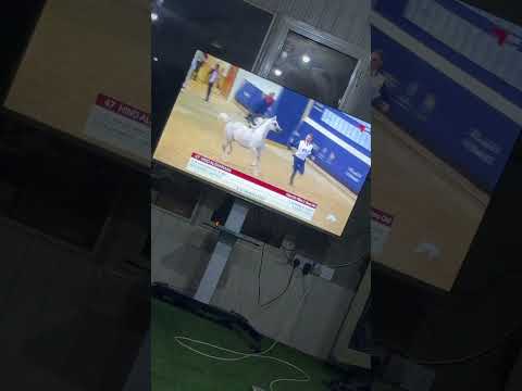 خيل خيل عربي خيل جمال خيل أصيله فرس فرسان حصان حصان عربي أصيل حصان واهو حصان عربي