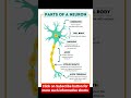 parts of neurons kd tripathi pyqmcq didmer shorts video lectures biology anatomy physio sjpharma mcq