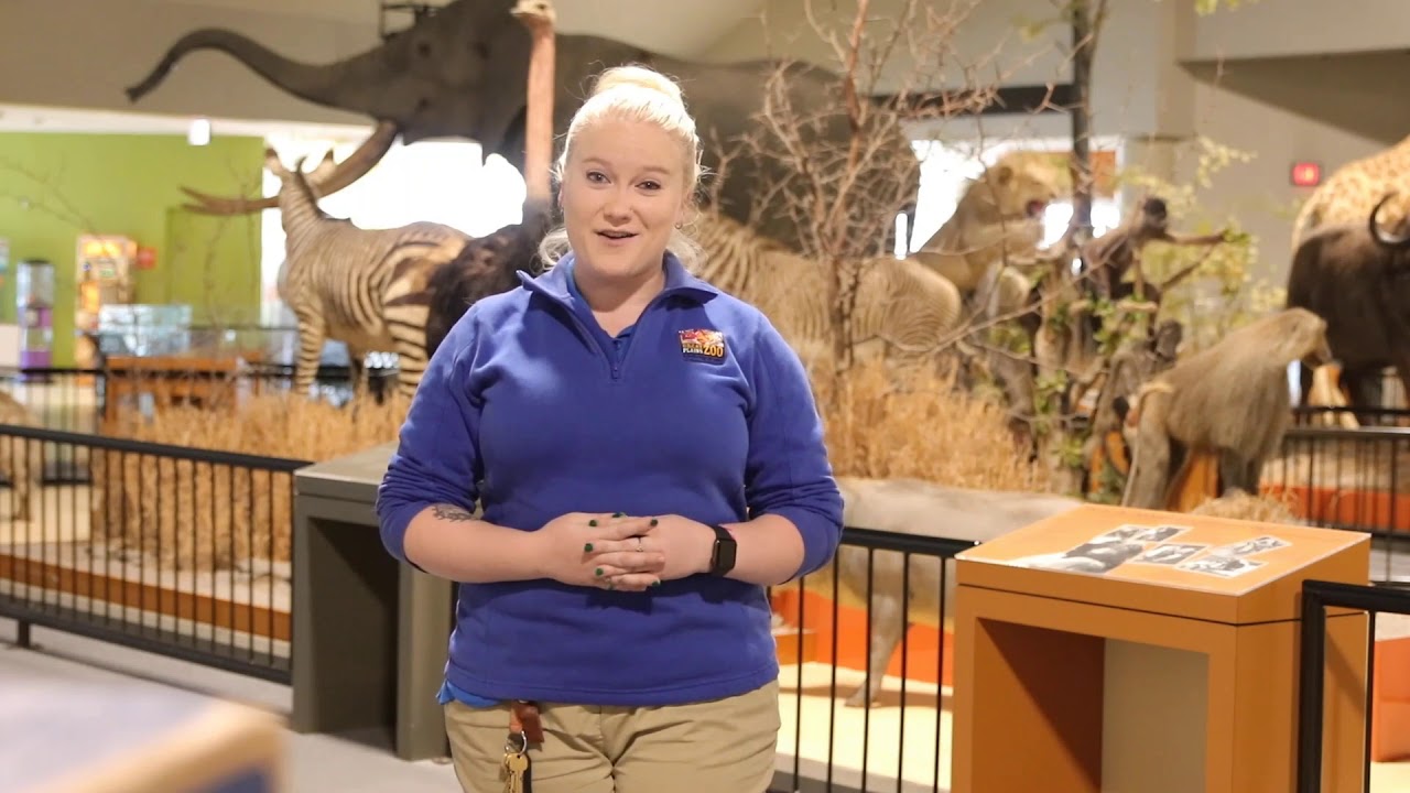 Zoo Careers - YouTube