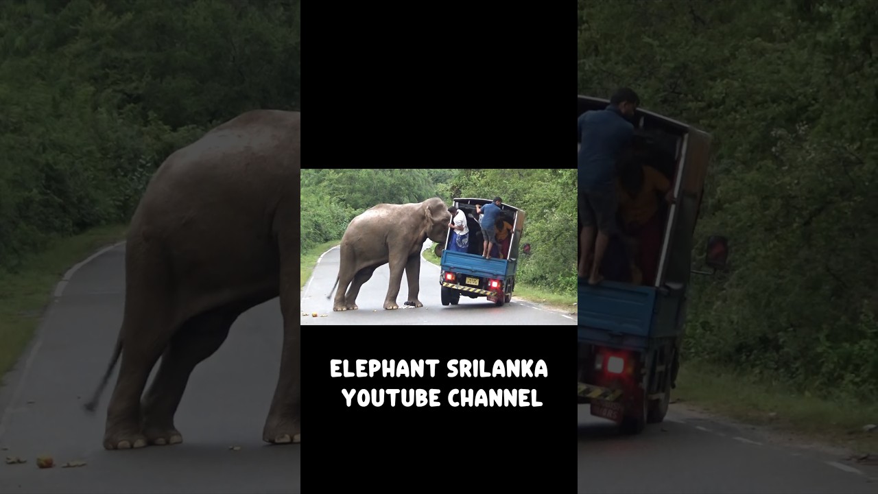 Massive Elephant Destroys Moving Truck #viral #shorts