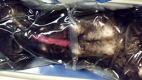 2020 Cat Dissection Intro Cat Dissection 1.0