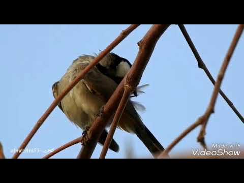 يسعد صباح اللي طرى من بدري