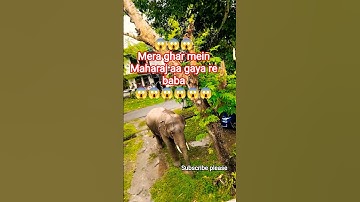elephant attack 🐘 #shorts #wildanimals #elephant #attack #trendingshorts #youtubeshorts #viral #yt