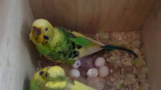 Animals Life Story: Loving couple of parrots on eggs