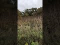 SMÅDOPPING Stångåmynningen 2019-10-17
