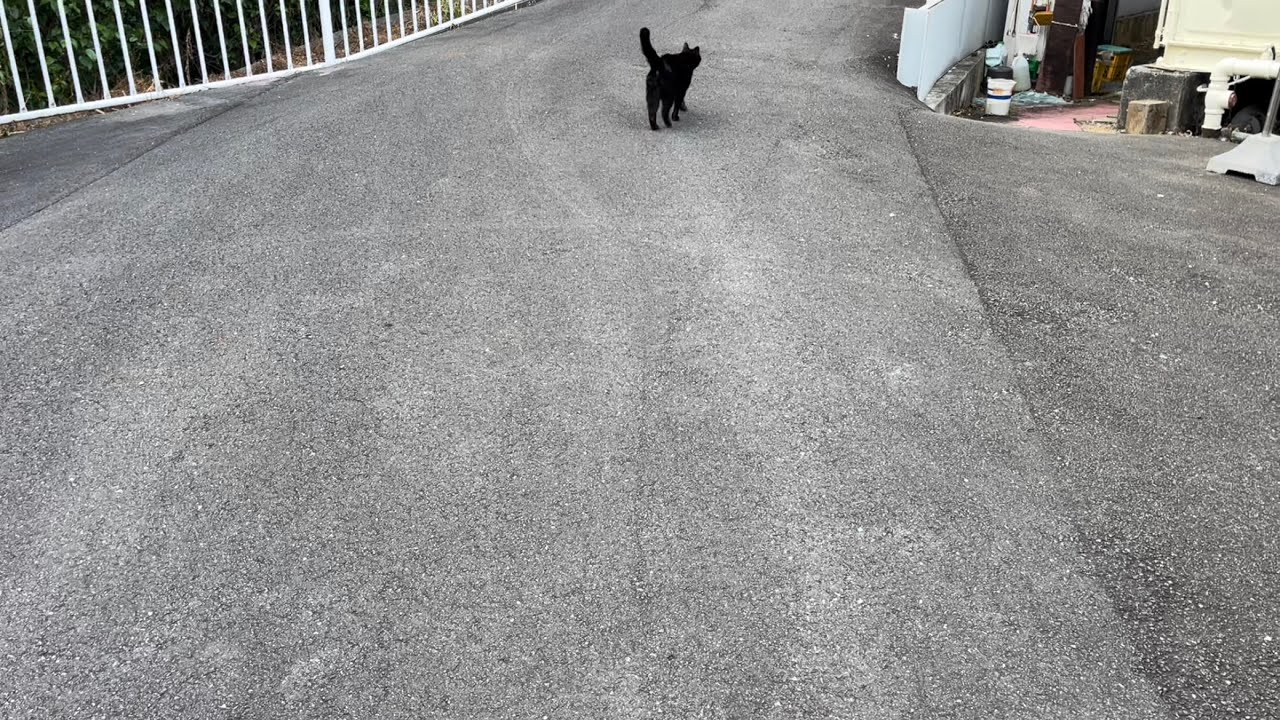 くろねこちゃん blackcat 2026年5月11日 17:30 - YouTube