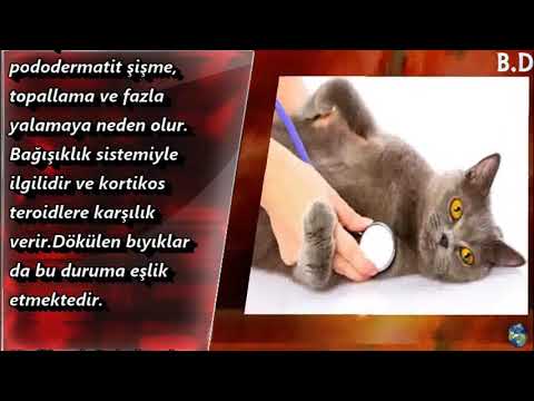 Video: Kedilerde Deri Ülserleri Ve Depigmentasyon (Bağışıklıkla İlgili)