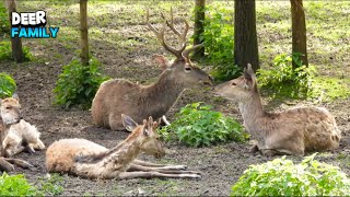 Extremely Beautiful Deer Family