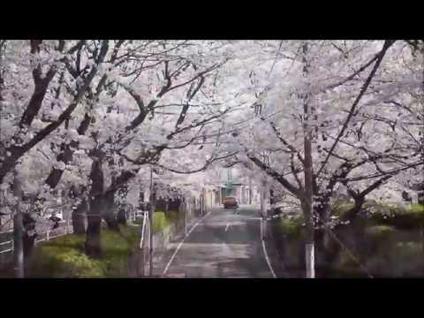 桜坂 大田区田園調布本町 Youtube