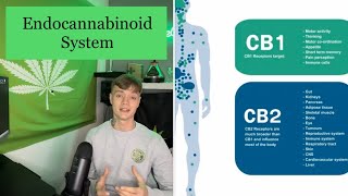 what is The Endocannabinoid System? UK medical cannabis.