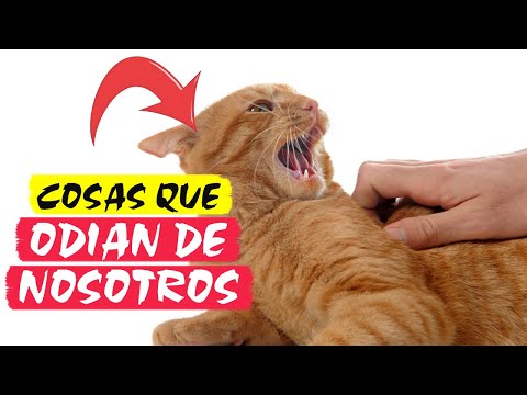 5 Cosas que los gatos odian de los humanos