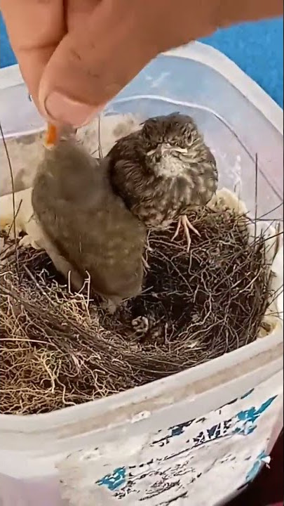 Lolohan SRDC bali isi sepasang, mantap gaiss💪