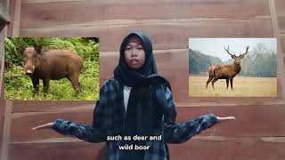 Report Text about Tigers